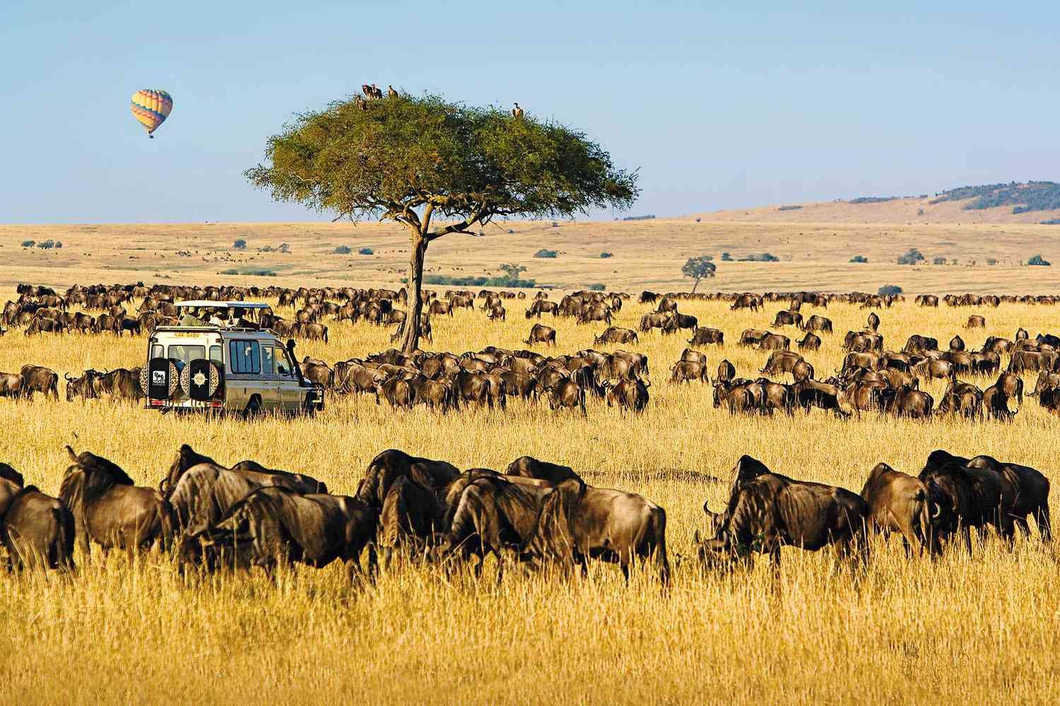 safari travel blog